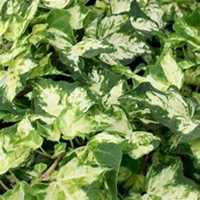 唯美好看常春藤微信头像