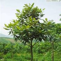 唯美好看广玉兰微信头像图片