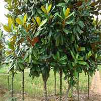 唯美好看广玉兰微信头像图片