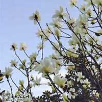 唯美好看广玉兰微信头像图片