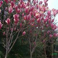 唯美好看广玉兰微信头像图片