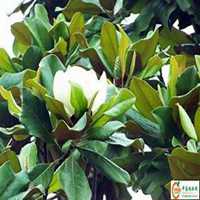 唯美好看广玉兰微信头像图片