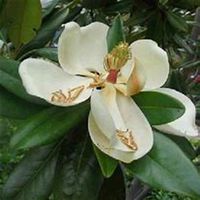 唯美好看广玉兰微信头像图片