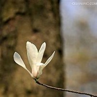 唯美好看广玉兰微信头像图片