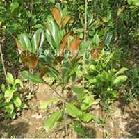 唯美好看广玉兰微信头像图片