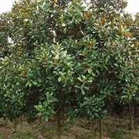 唯美好看广玉兰微信头像图片