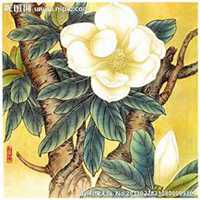 唯美好看广玉兰微信头像图片