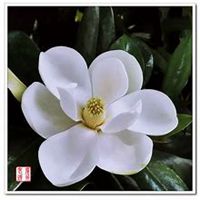 唯美好看广玉兰微信头像图片