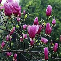 唯美好看广玉兰微信头像图片