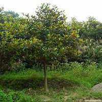 唯美好看广玉兰微信头像图片