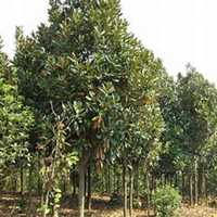 唯美好看广玉兰微信头像图片