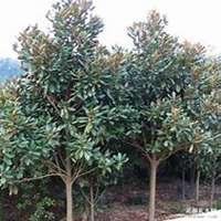 唯美好看广玉兰微信头像图片