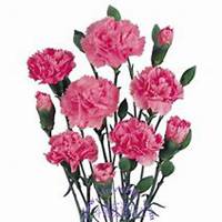 唯美好看康乃馨微信头像