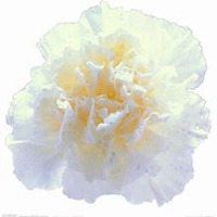 唯美好看康乃馨微信头像