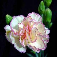 唯美好看康乃馨微信头像