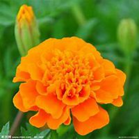 唯美好看康乃馨微信头像