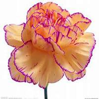 唯美好看康乃馨微信头像