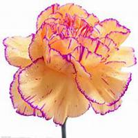 唯美好看康乃馨微信头像