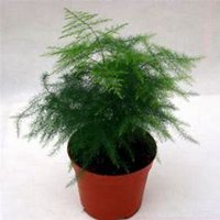 唯美好看文竹微信头像