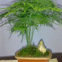 唯美好看文竹微信头像