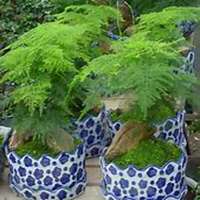 唯美好看文竹微信头像