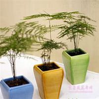 唯美好看文竹微信头像