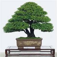 唯美好看文竹微信头像