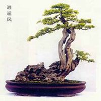 唯美好看文竹微信头像