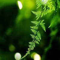 唯美好看文竹微信头像