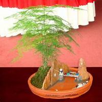 唯美好看文竹微信头像