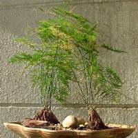 唯美好看文竹微信头像