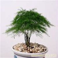 唯美好看文竹微信头像