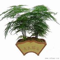 唯美好看文竹微信头像