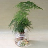 唯美好看文竹微信头像