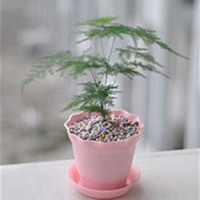 唯美好看文竹微信头像