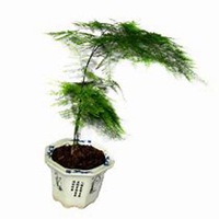 唯美好看文竹微信头像