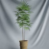 唯美好看文竹微信头像