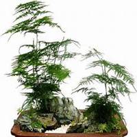 唯美好看文竹微信头像