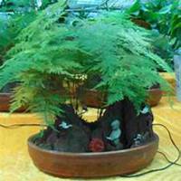 唯美好看文竹微信头像