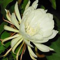 唯美好看昙花微信头像