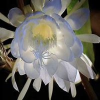 唯美好看昙花微信头像