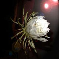 唯美好看昙花微信头像