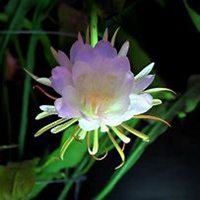 唯美好看昙花微信头像