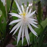 唯美好看昙花微信头像