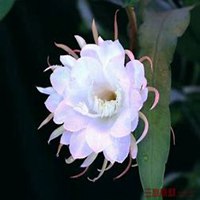 唯美好看昙花微信头像