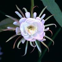 唯美好看昙花微信头像