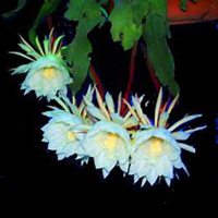 唯美好看昙花微信头像