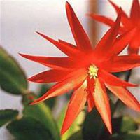 唯美好看昙花微信头像