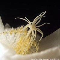 唯美好看昙花微信头像