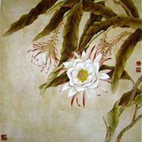 唯美好看昙花微信头像